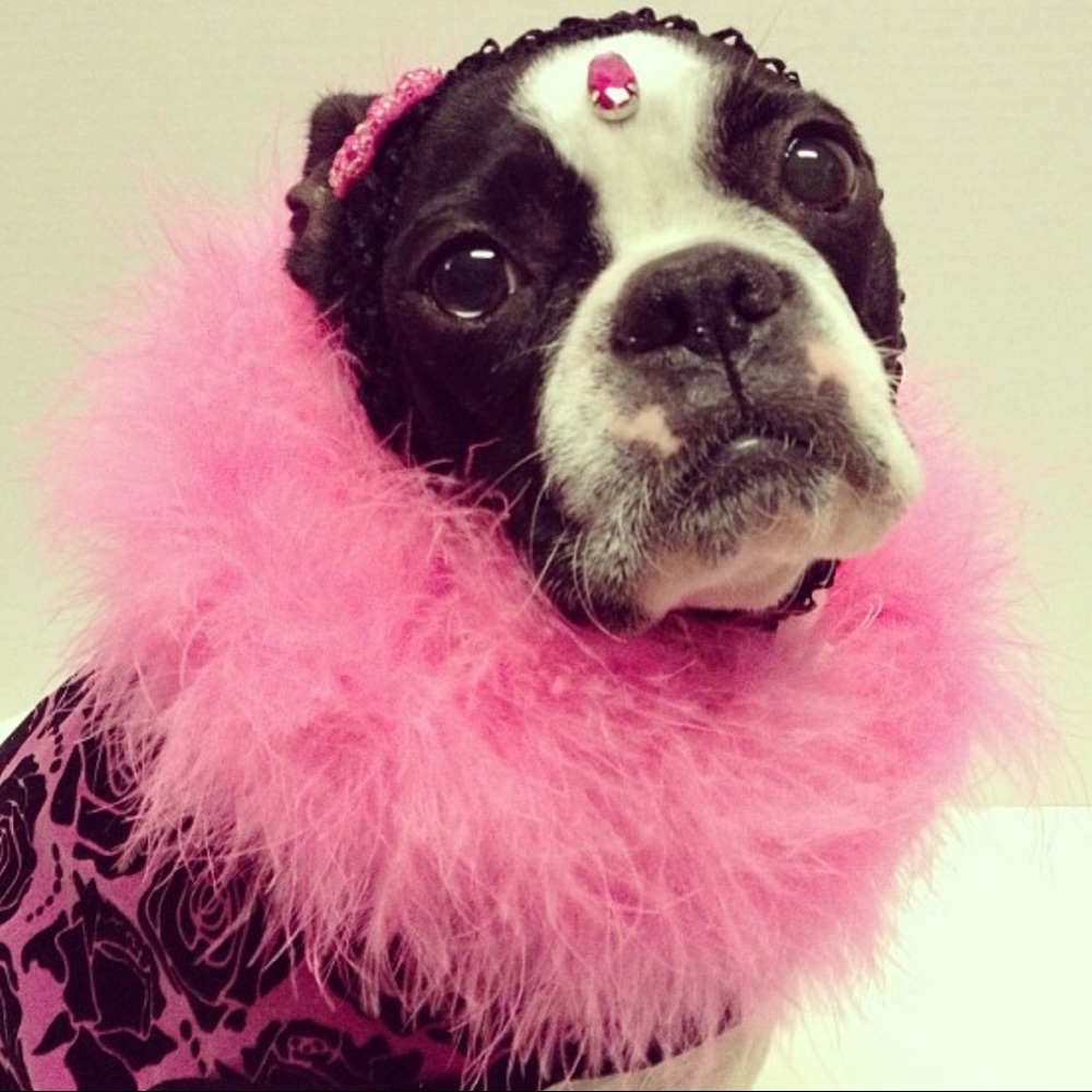 Meet your Posher, Paloma