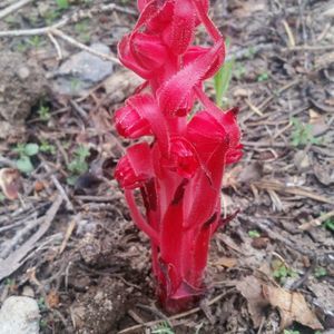 Meet your Posher, Cheri