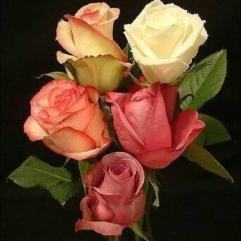 Meet your Posher, Nancy