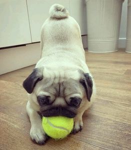 Meet your Posher, Pedro