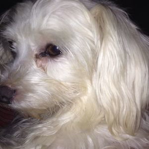 Meet your Posher, Libby