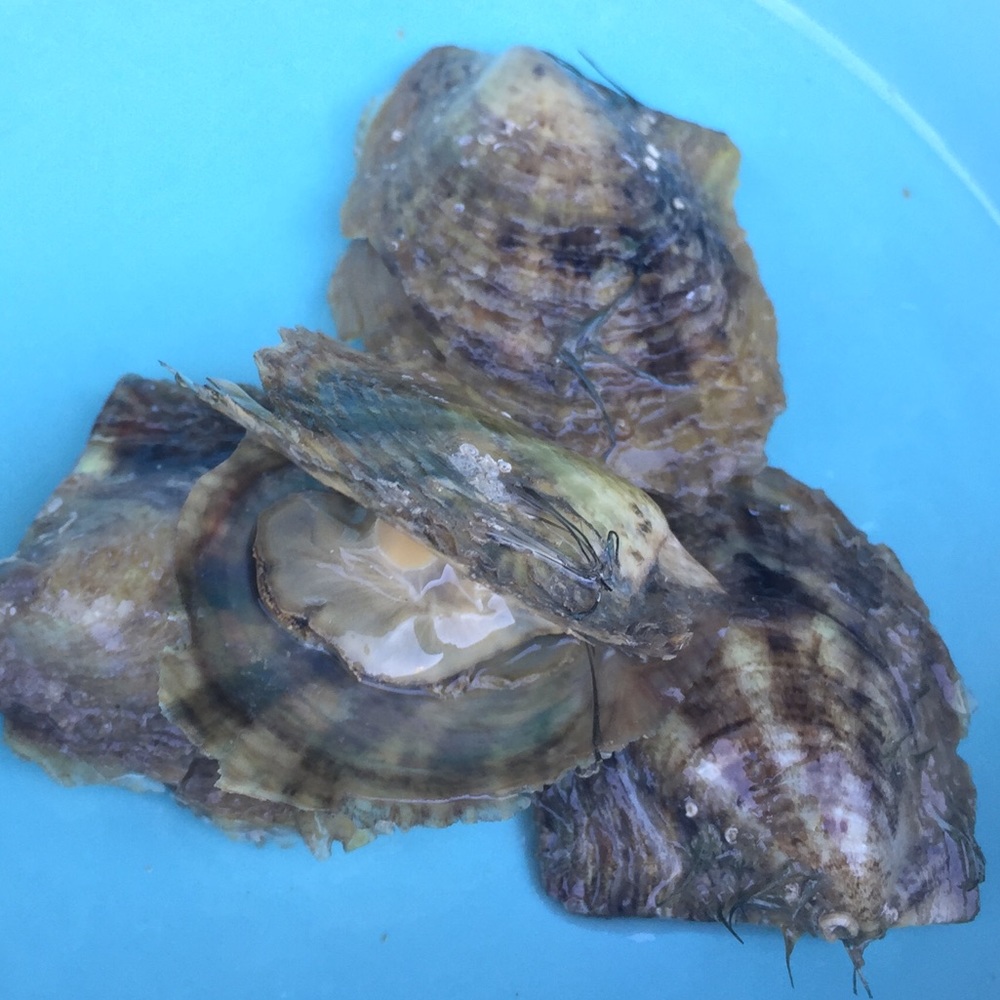 3 x Pearl Oyster + Necklace Last chance!