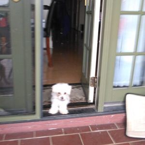 Meet your Posher, Sandy