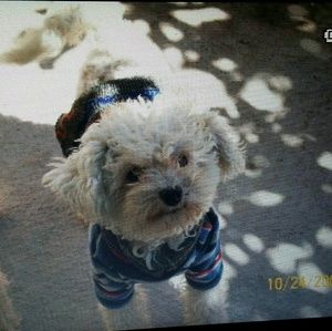 Meet your Posher, Bricelda