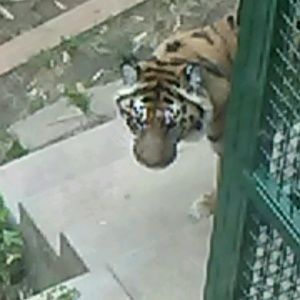 Meet your Posher, George