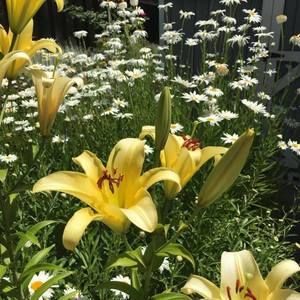 Meet your Posher, Marie