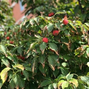 Meet your Posher, Alma