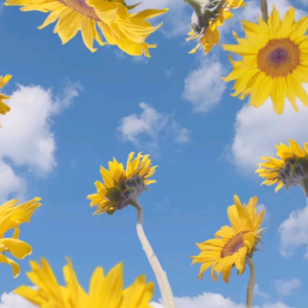 Meet your Posher, Hayden