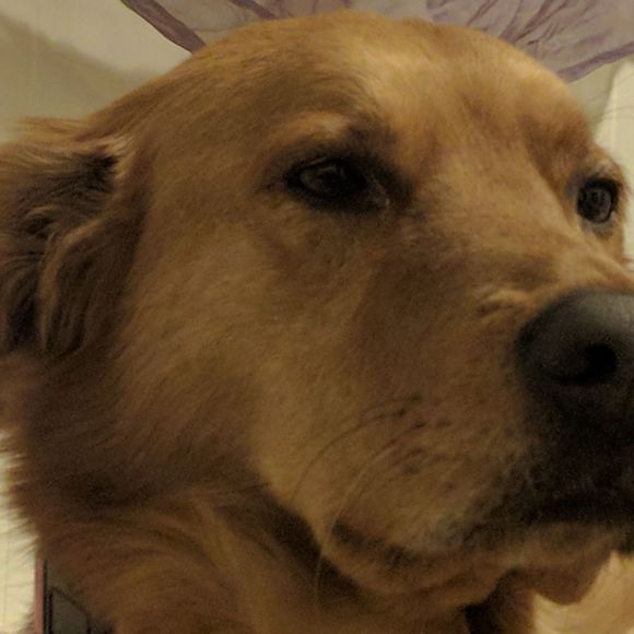 Meet your Posher, Jazmine - Picture 1 of 1