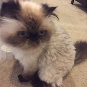 Meet your Posher, Karina