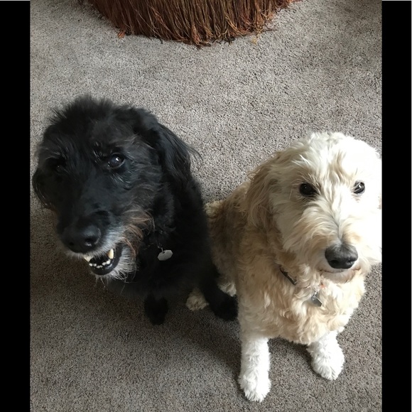 Posh Ambassador 💥🎈🎈🎊 - Picture 5 of 6