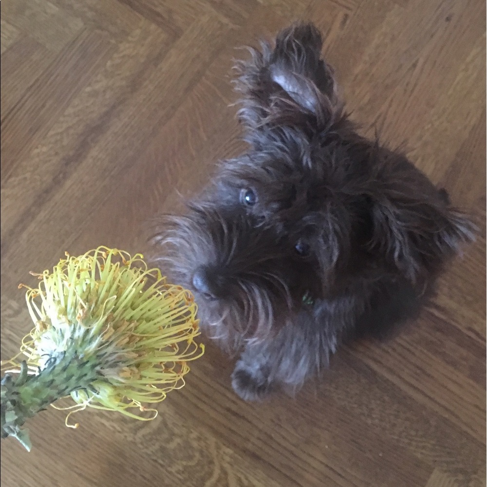 Meet your Posher, Robyn