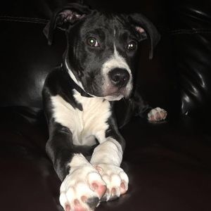 Meet your Posher, Dakota