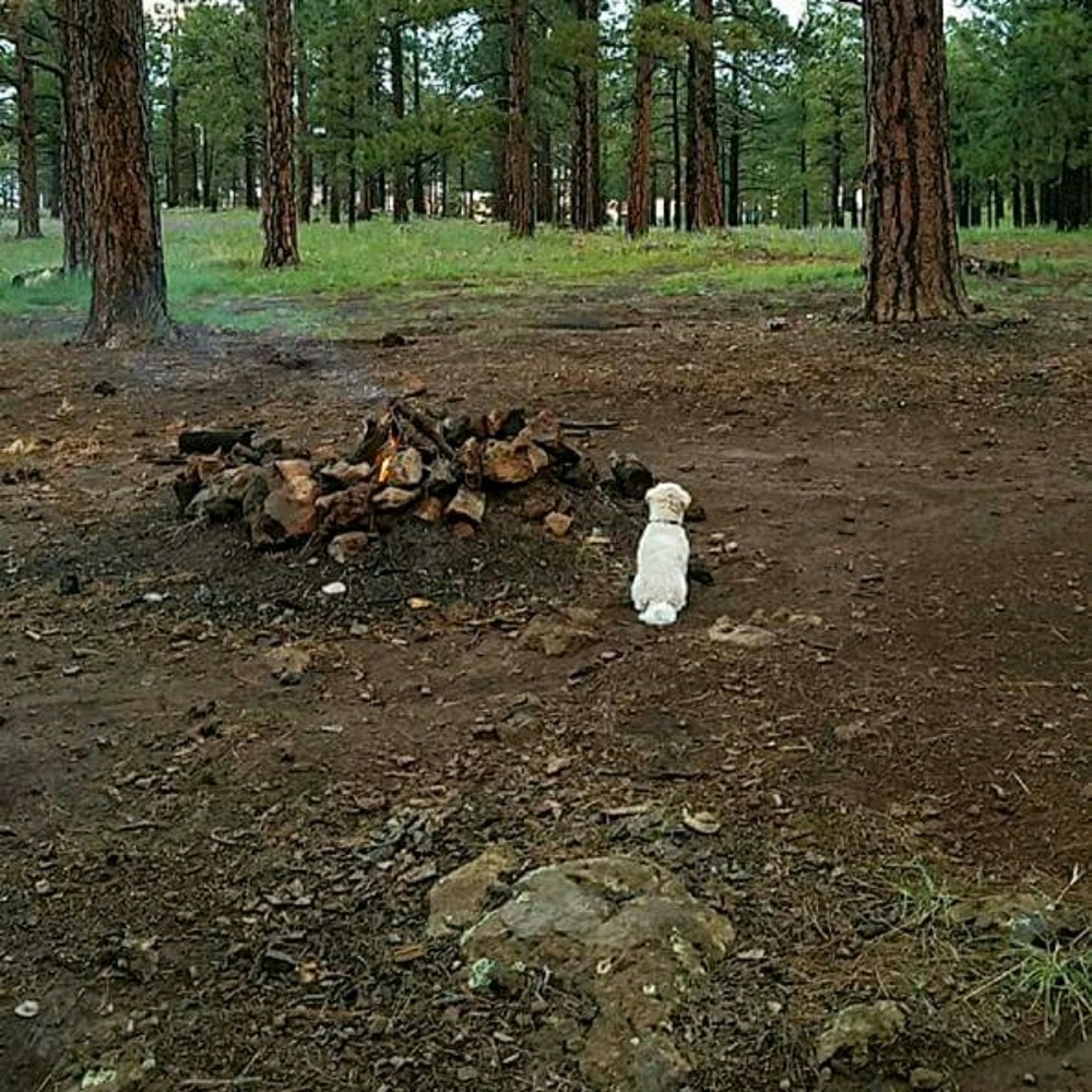 Meet your Posher, Misty