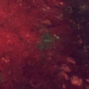 Meet your Posher, Landon