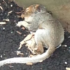 Meet your Posher, Serena