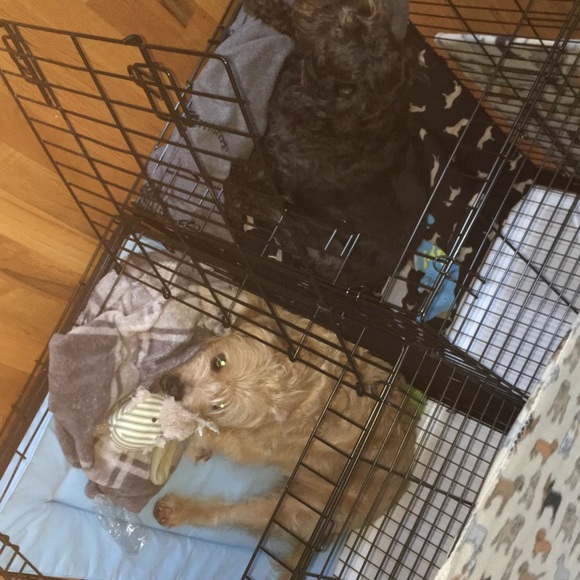 Meet your Posher, Ruby - Picture 1 of 1