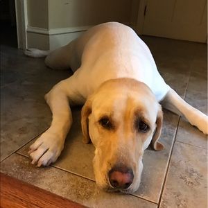 Meet your Posher, Sydney