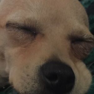 Meet your Posher, Connor