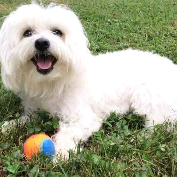 Meet your Posher, Lori - Picture 1 of 1