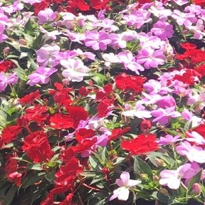 Meet your Posher, Gigi