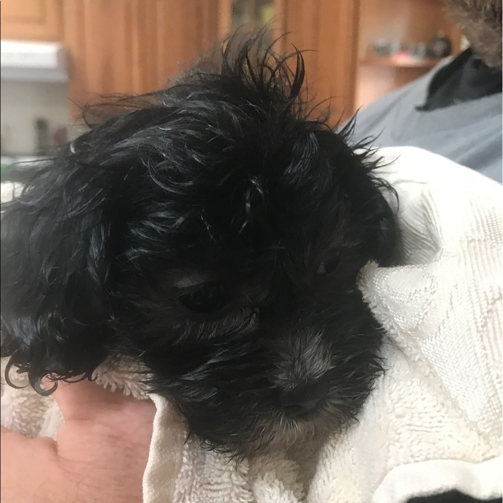 Meet your Posher, Chris