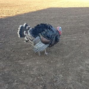 Meet your Posher, Helen