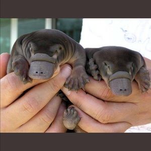 Meet your Posher, Rutledge