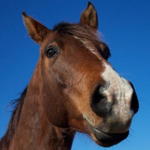 Meet your Posher, Noah