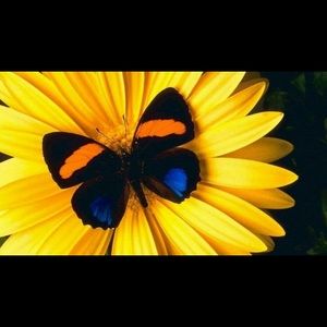 Meet your Posher, Sally