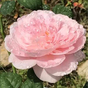 Meet your Posher, Marilyn