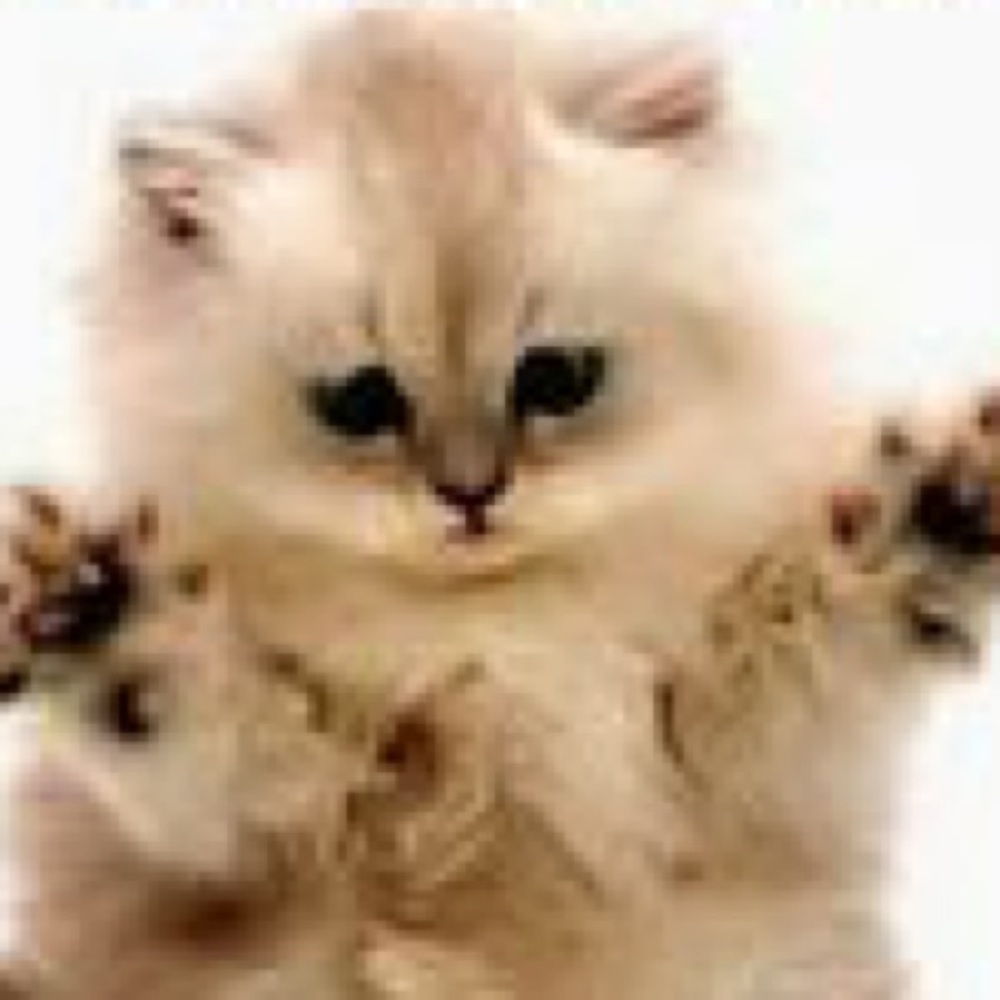 Meet your Posher, Anna