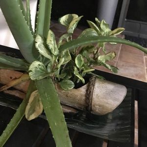 Meet your Posher, Osnat