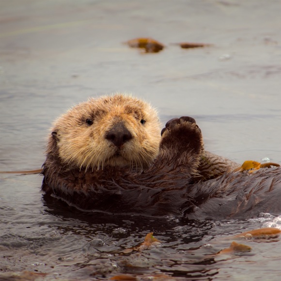 Meet your Posher, Sherry - Picture 2 of 2