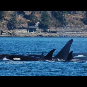 Meet your Posher, Darlene