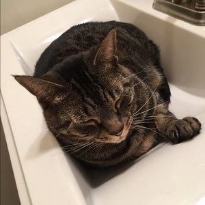 Meet your Posher, Kat