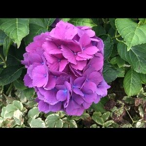 Meet your Posher, Charice