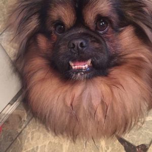 Meet your Posher, Ann