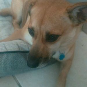 Meet your Posher, Martha