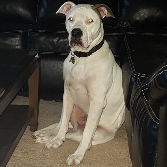 Meet your Posher, - Picture 2 of 2