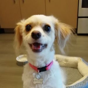 Meet your Posher, Annie