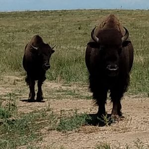 Meet your Posher, Roberta