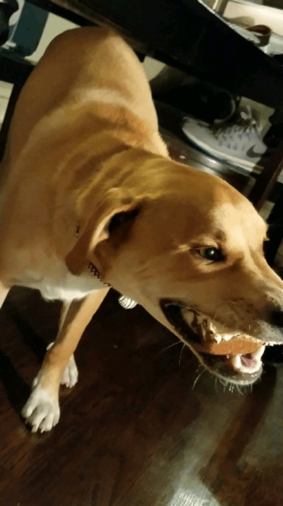 Meet your Posher, Jose