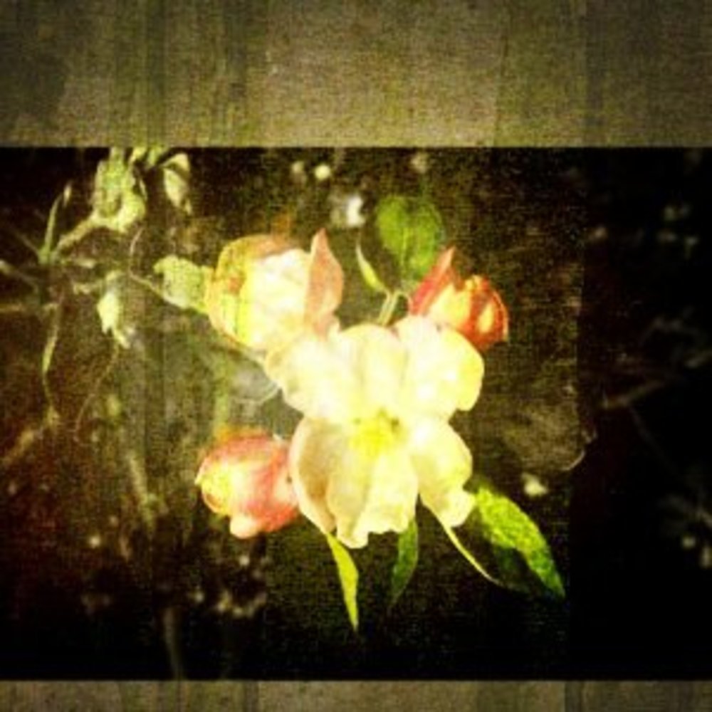 Meet your Posher, Bobbi