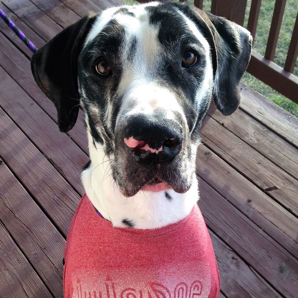 Meet your Posher, Lindsay