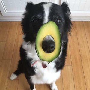 Meet your Posher, Adrian