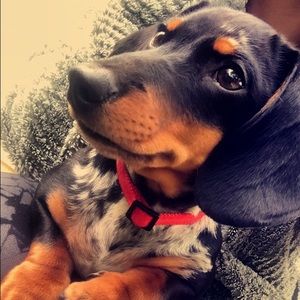 Meet your Posher, Anna