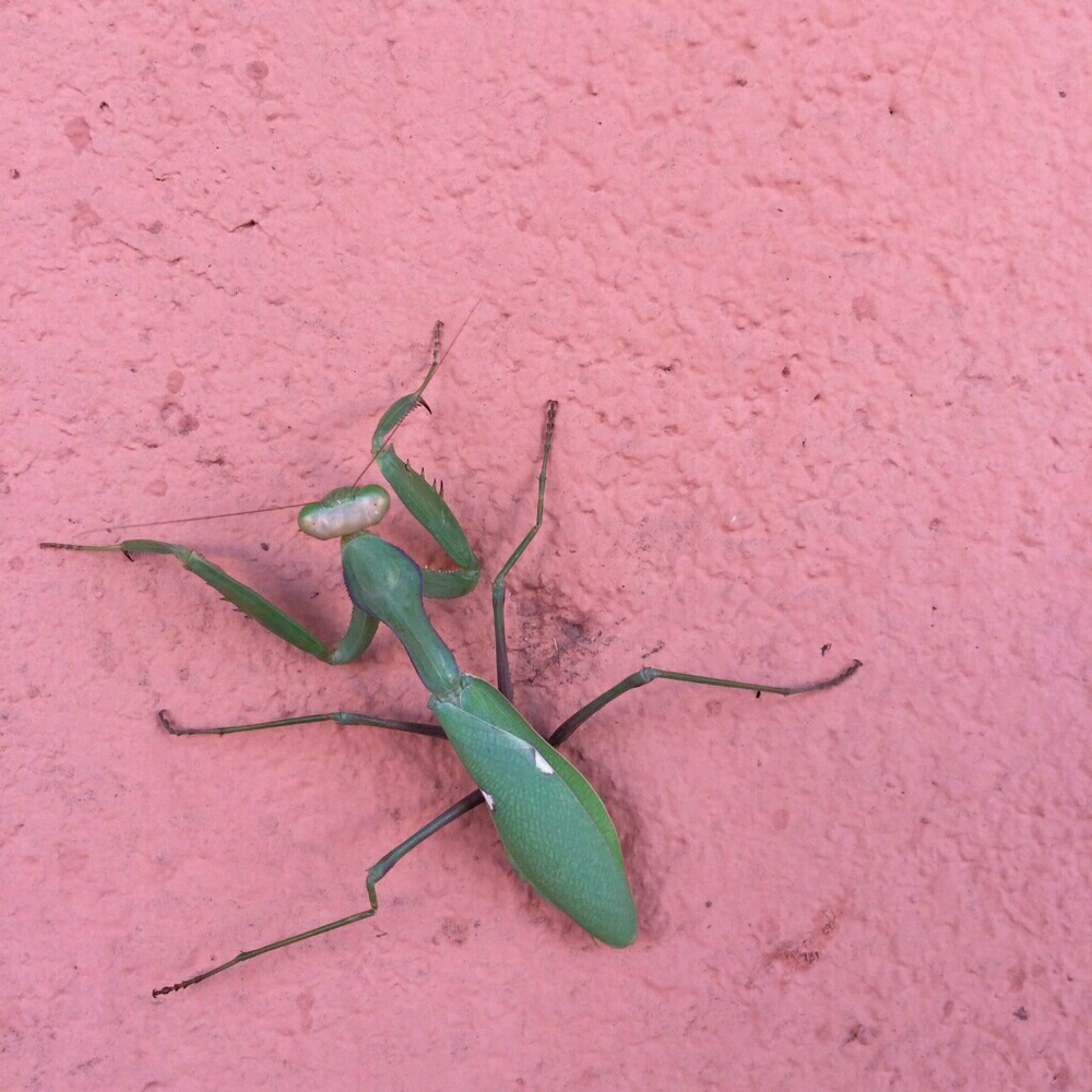 Meet your Posher, Savannah