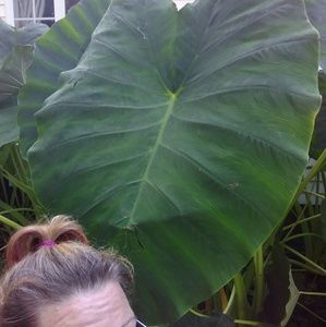 Giant African Elephant ears . Get up to 12ft tall.