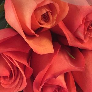 Meet your Posher, Leonor